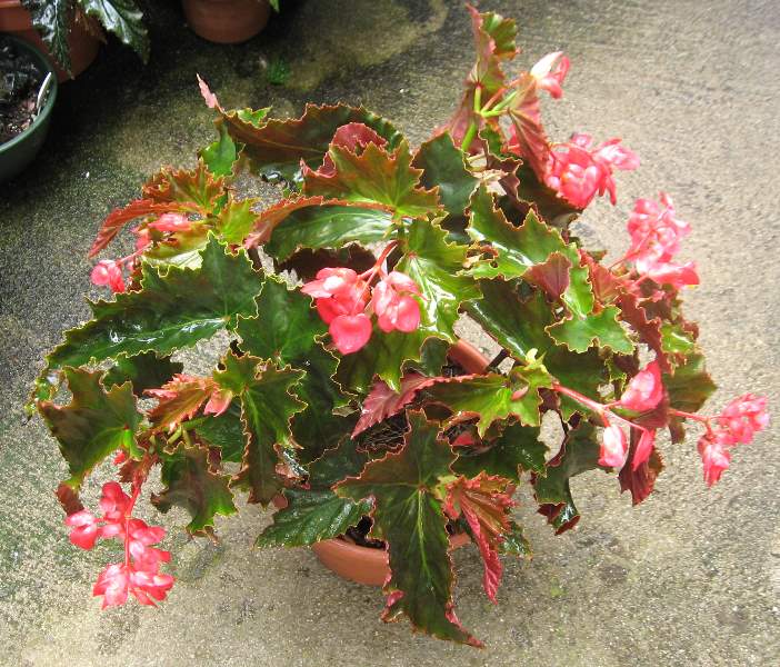 B. ‘Hal Nuss’